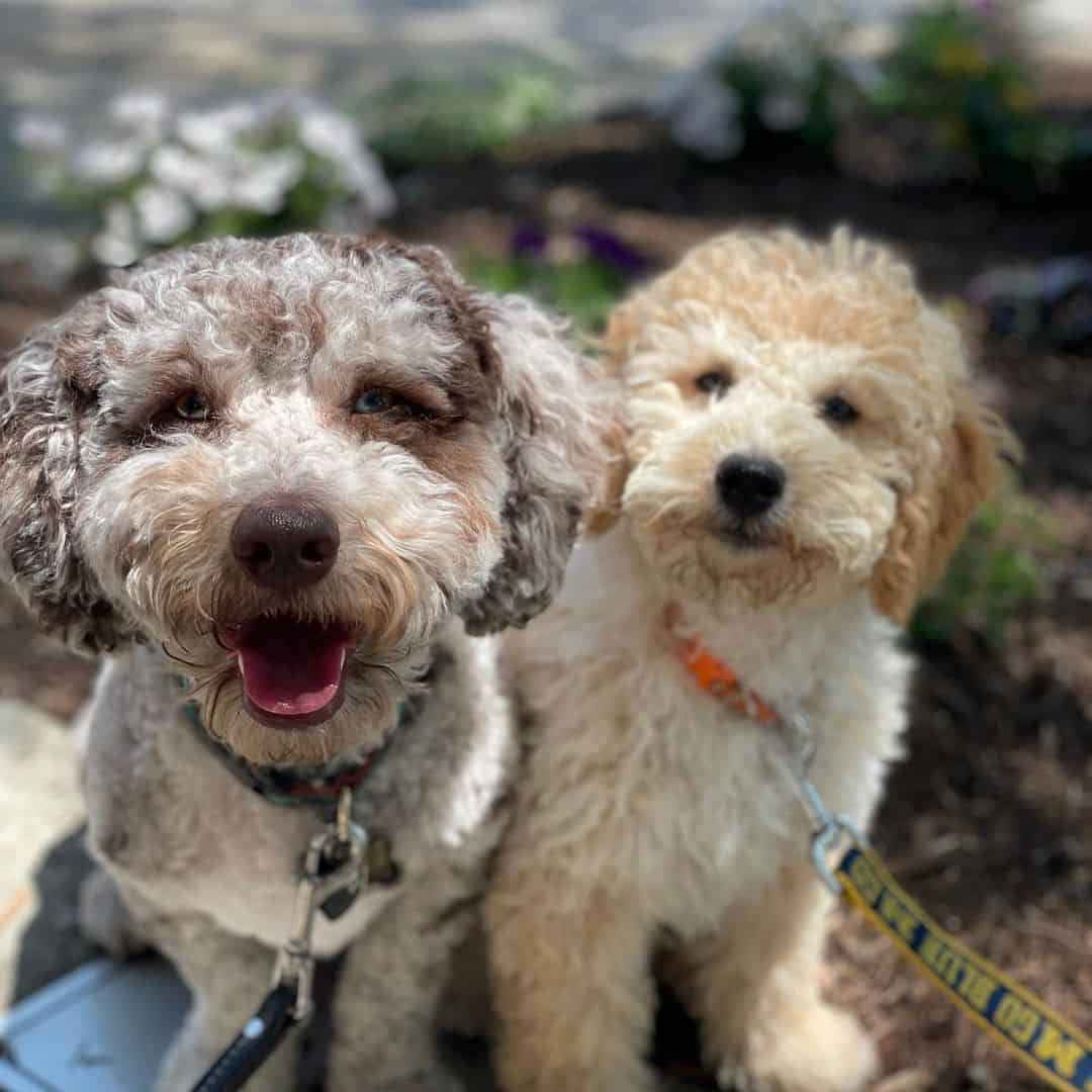 cute merle goldendoodles outside