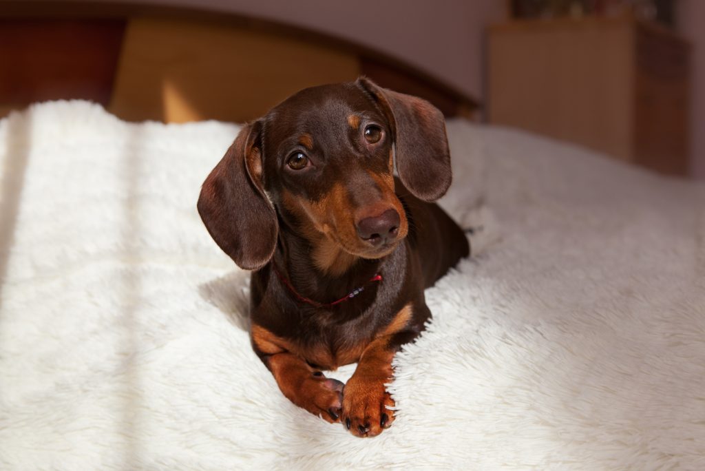 Why Are Dachshunds So Needy? Dealing With Clingy Wiener Dogs