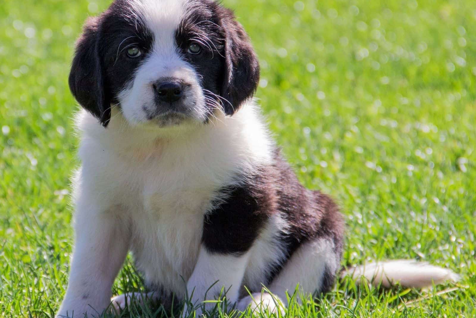 cute saint berdoodle puppy