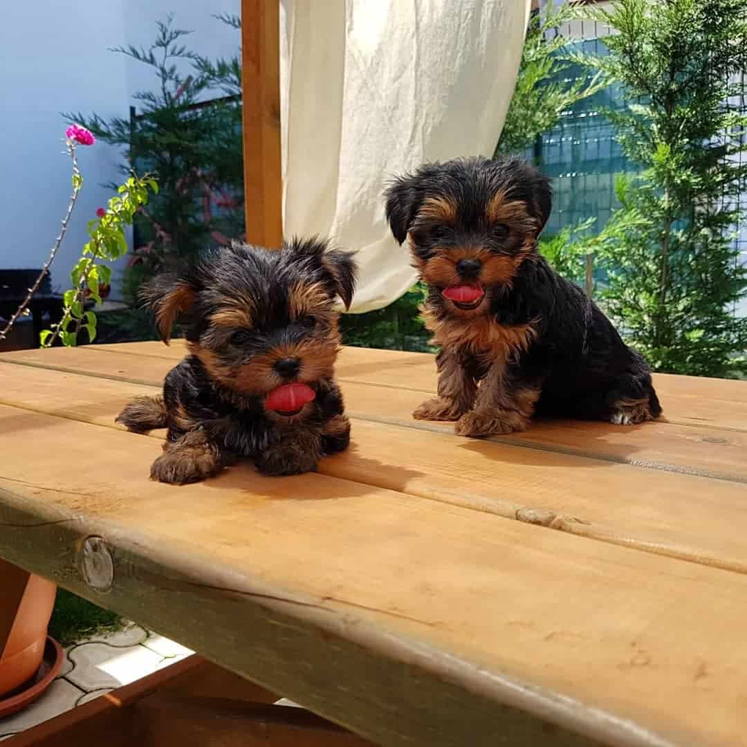 cute small Yorkie sitting on table