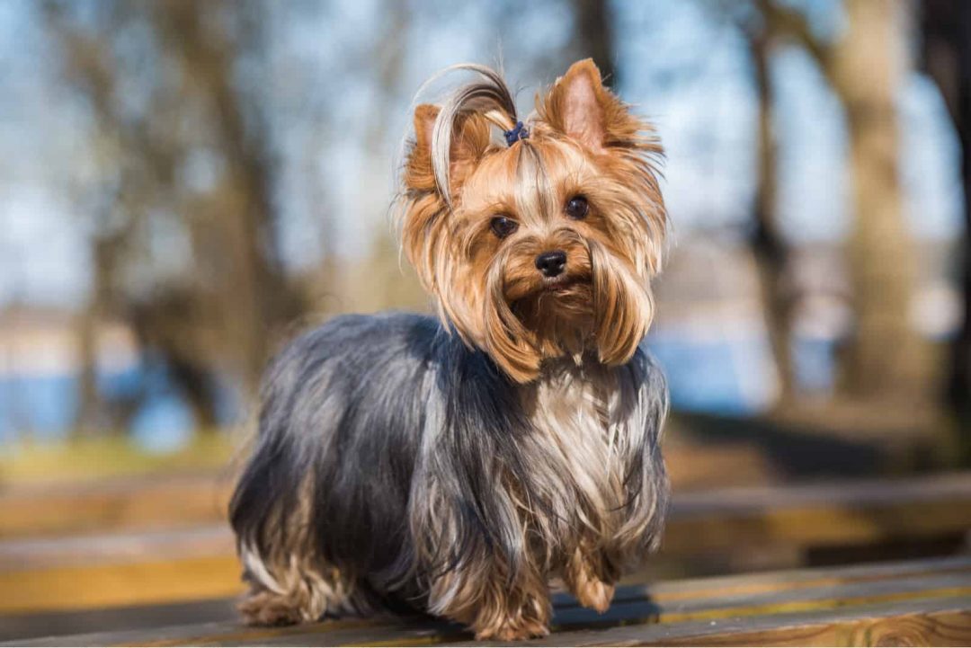 How Much Do Yorkies Cost Is This Breed Expensive?