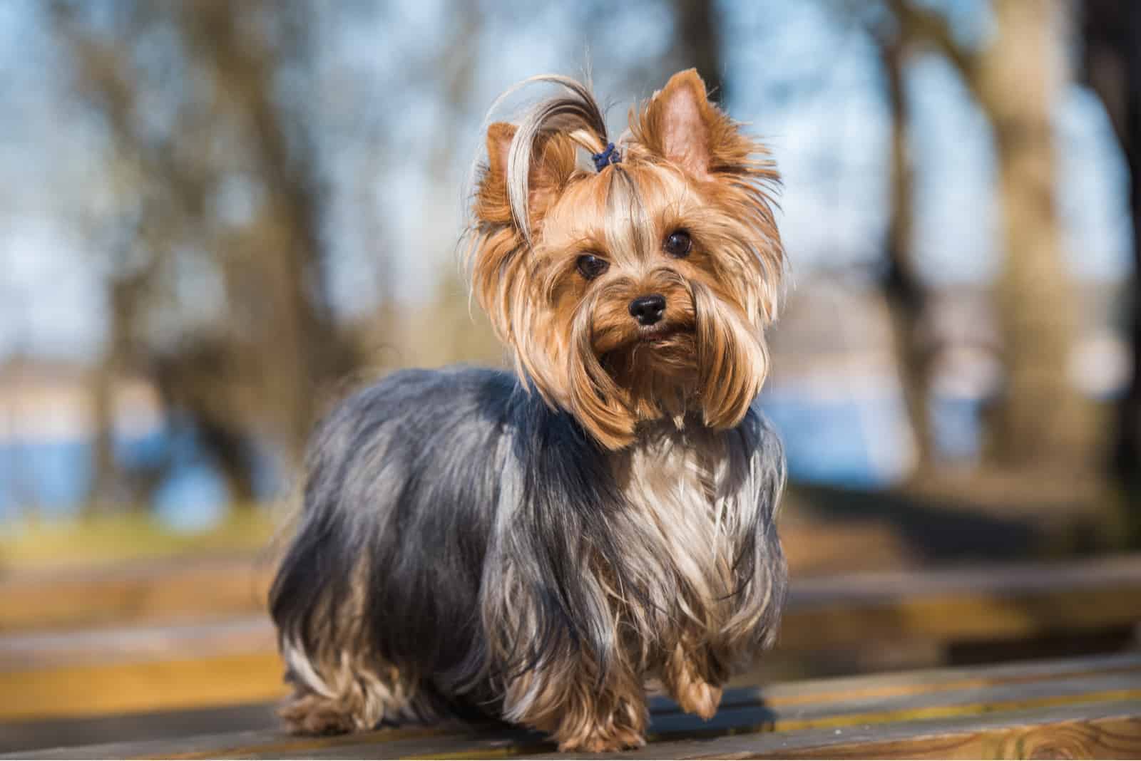 cute yorkie in nature