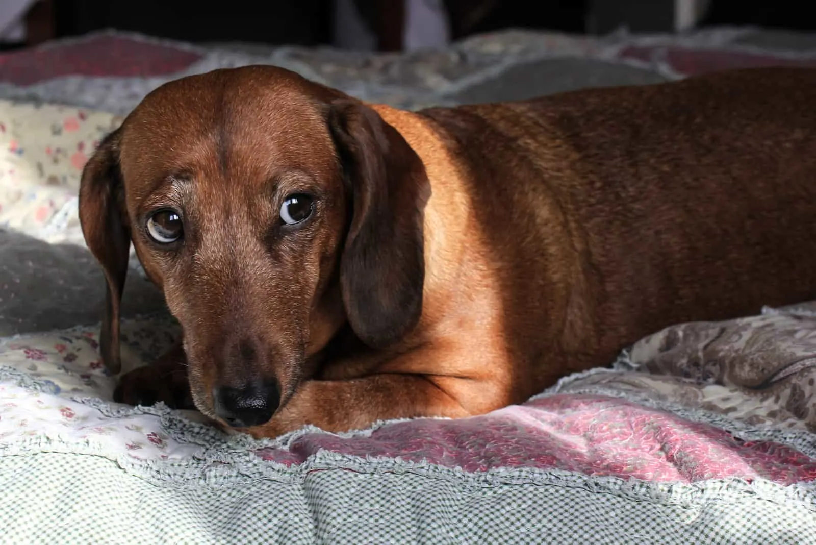 dachshund dog lying on the bed