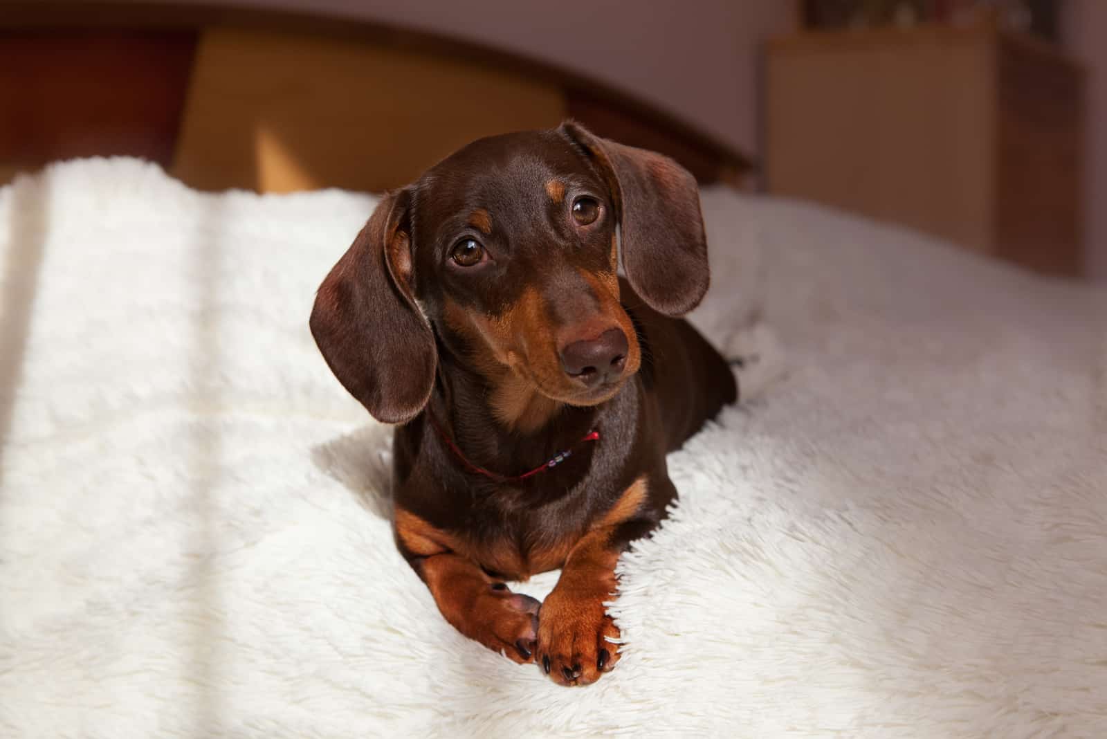 dachshund lies on a light blanket