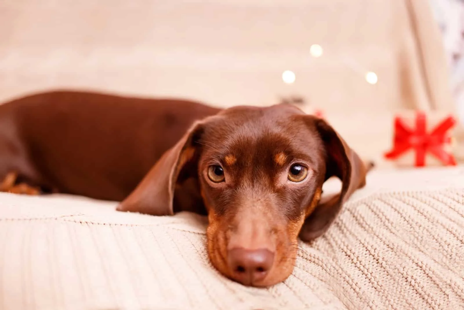 dachshund puppy lying on the couch