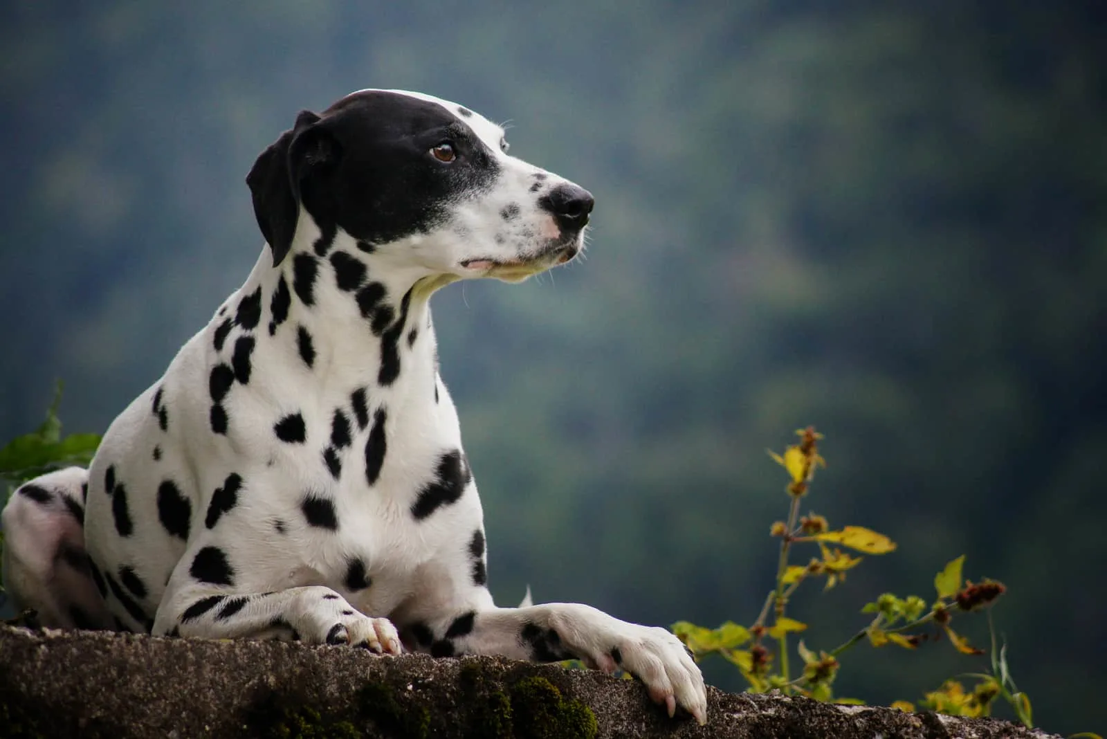 dalmatian dog lying outdoors in nature