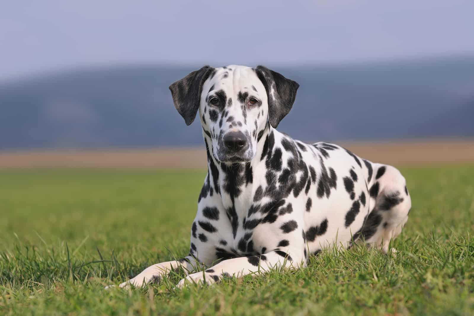 beautiful dalmatian dog outdoors in nature