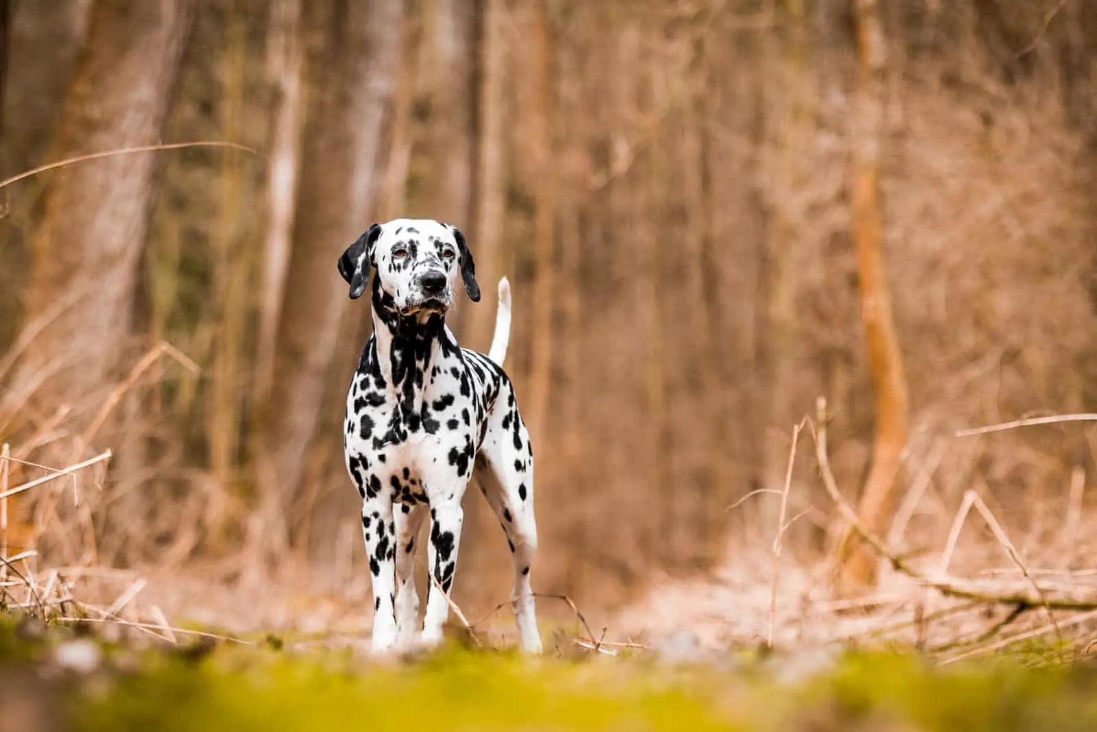 dalmatian dog standing in nature