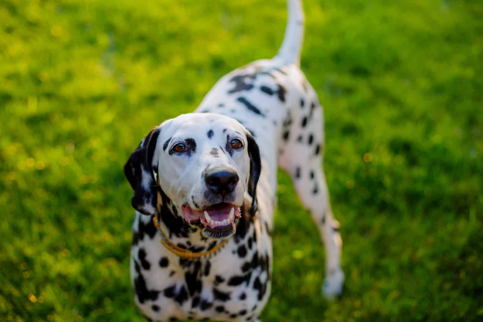 dalmatian dog standing on the grass