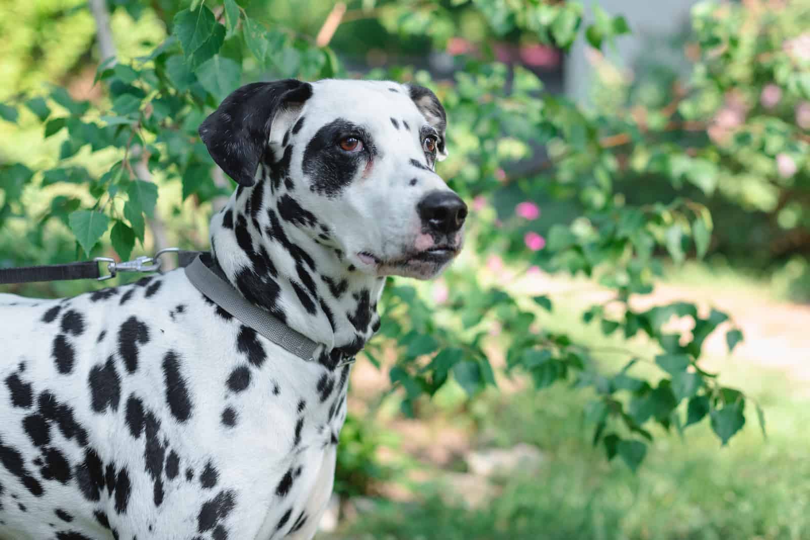 dalmatian with black spots walks in the park