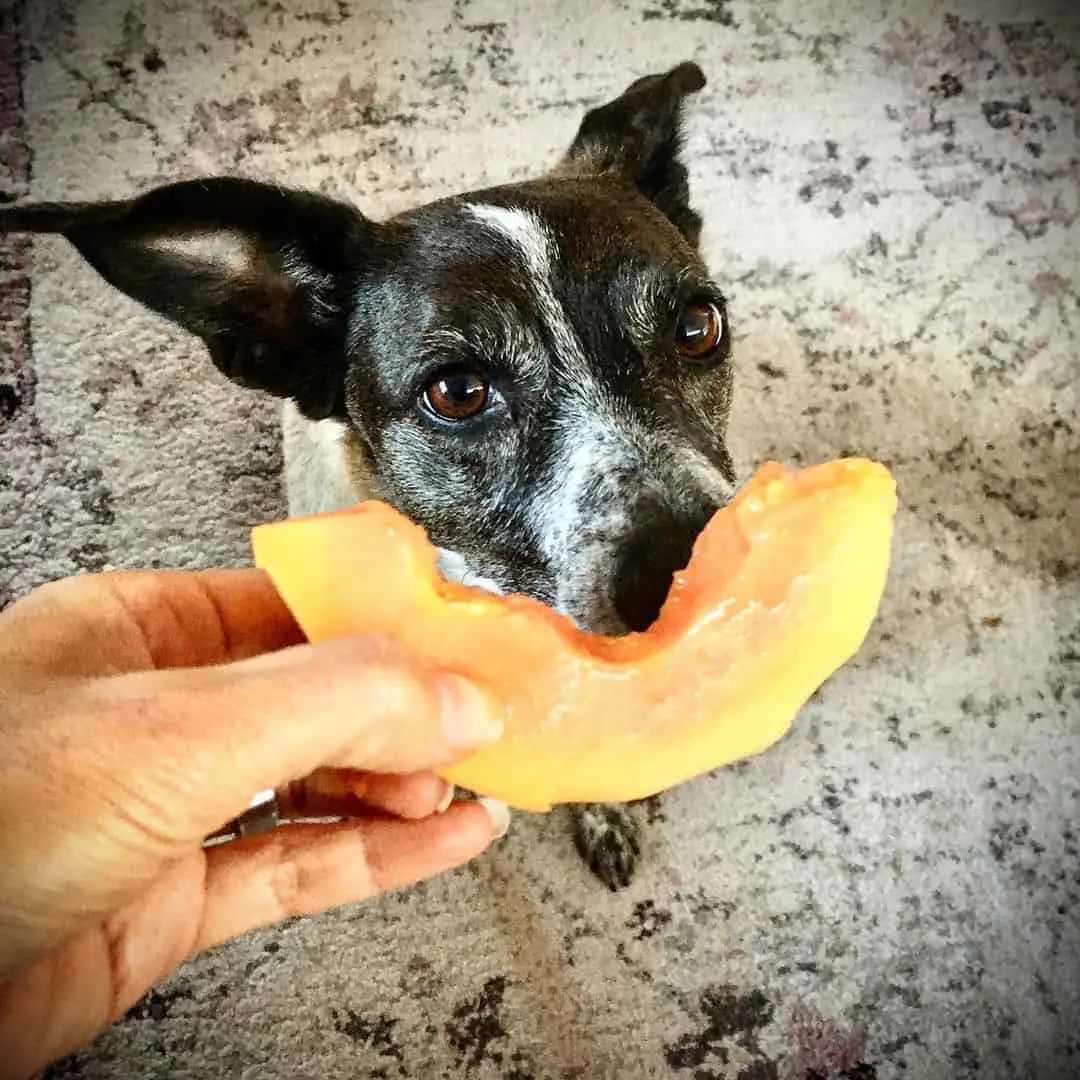 dog eating papaya