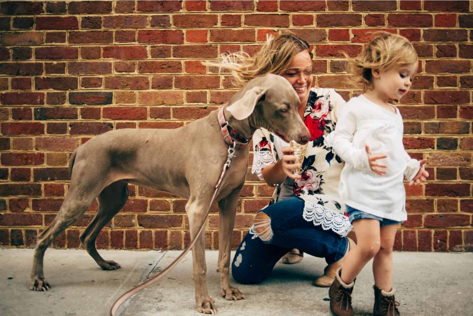 dog eats ice cream from the woman's hand