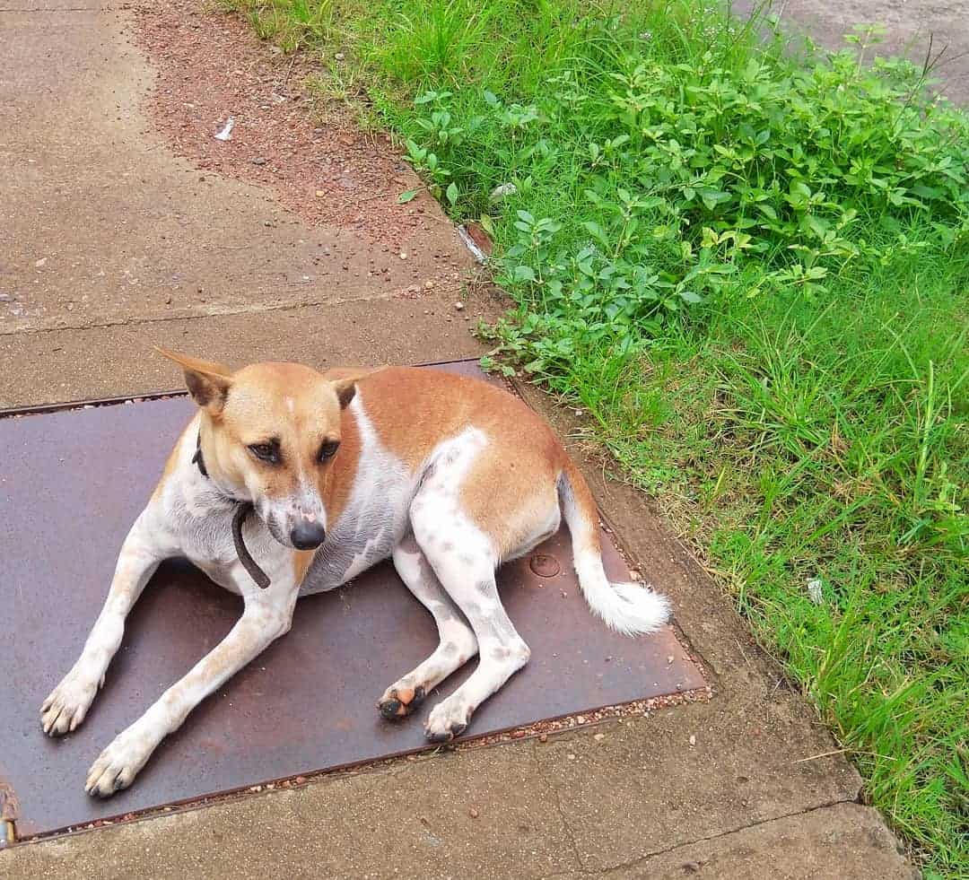 dog lying outside