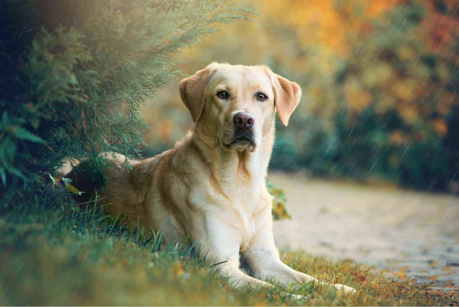 dog lying under the tree