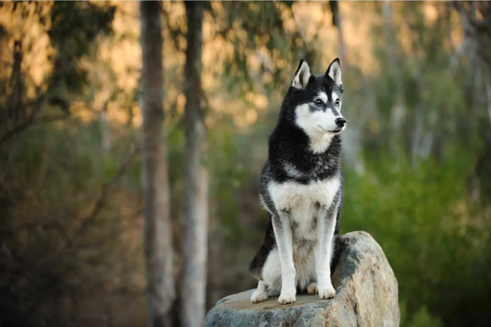 Siberian Husky dog outdoor sitting on rock in nature