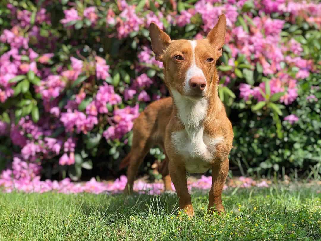 dog standing in backyard