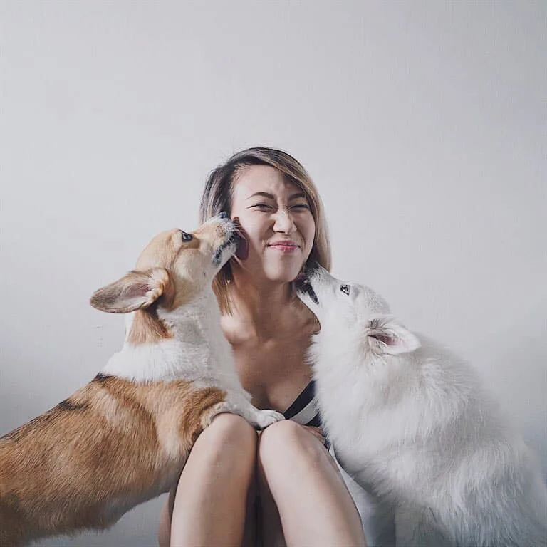 dogs licking a woman