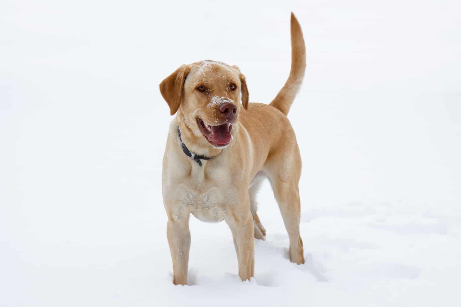 dudley lab in snow