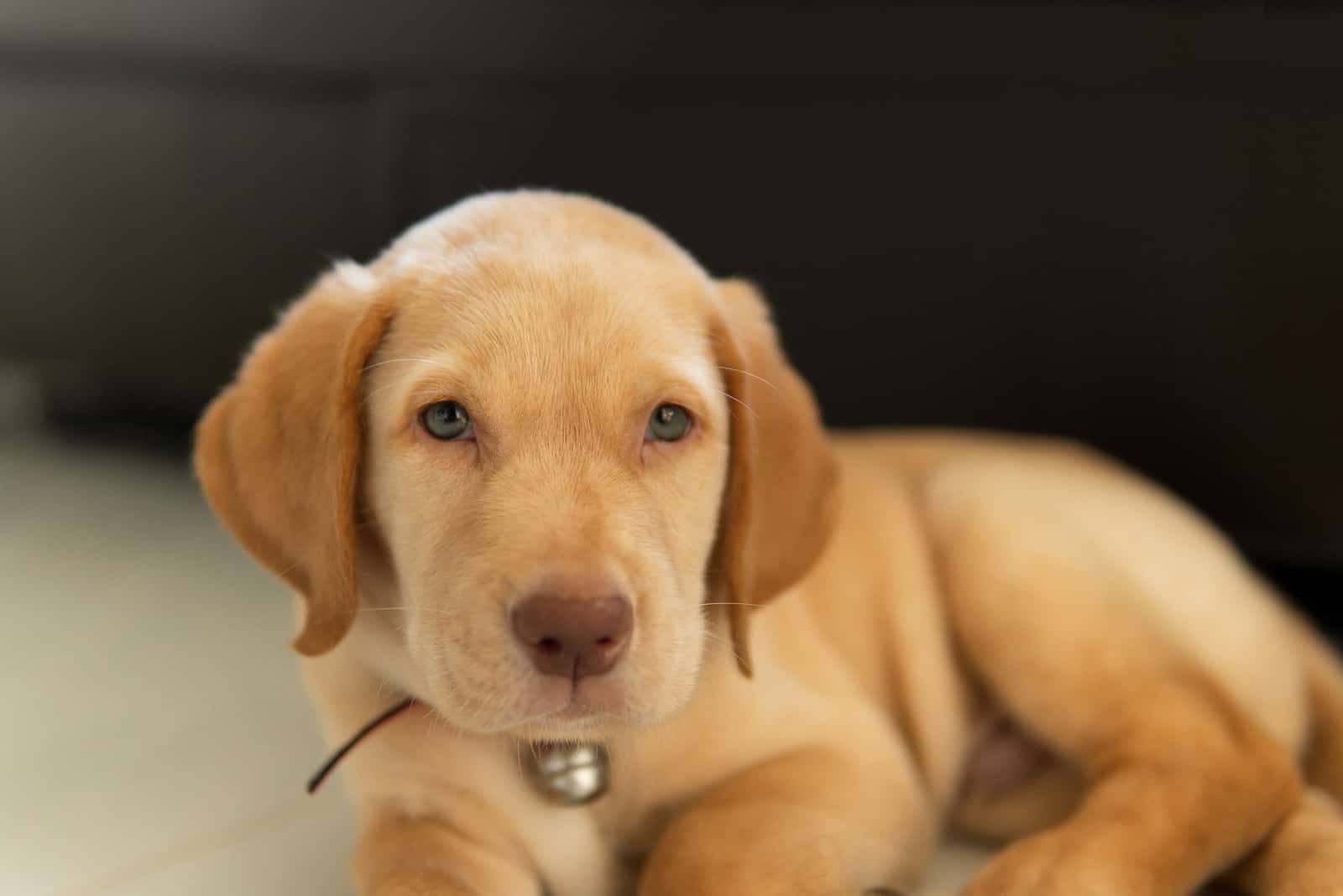 dudley labrador puppy