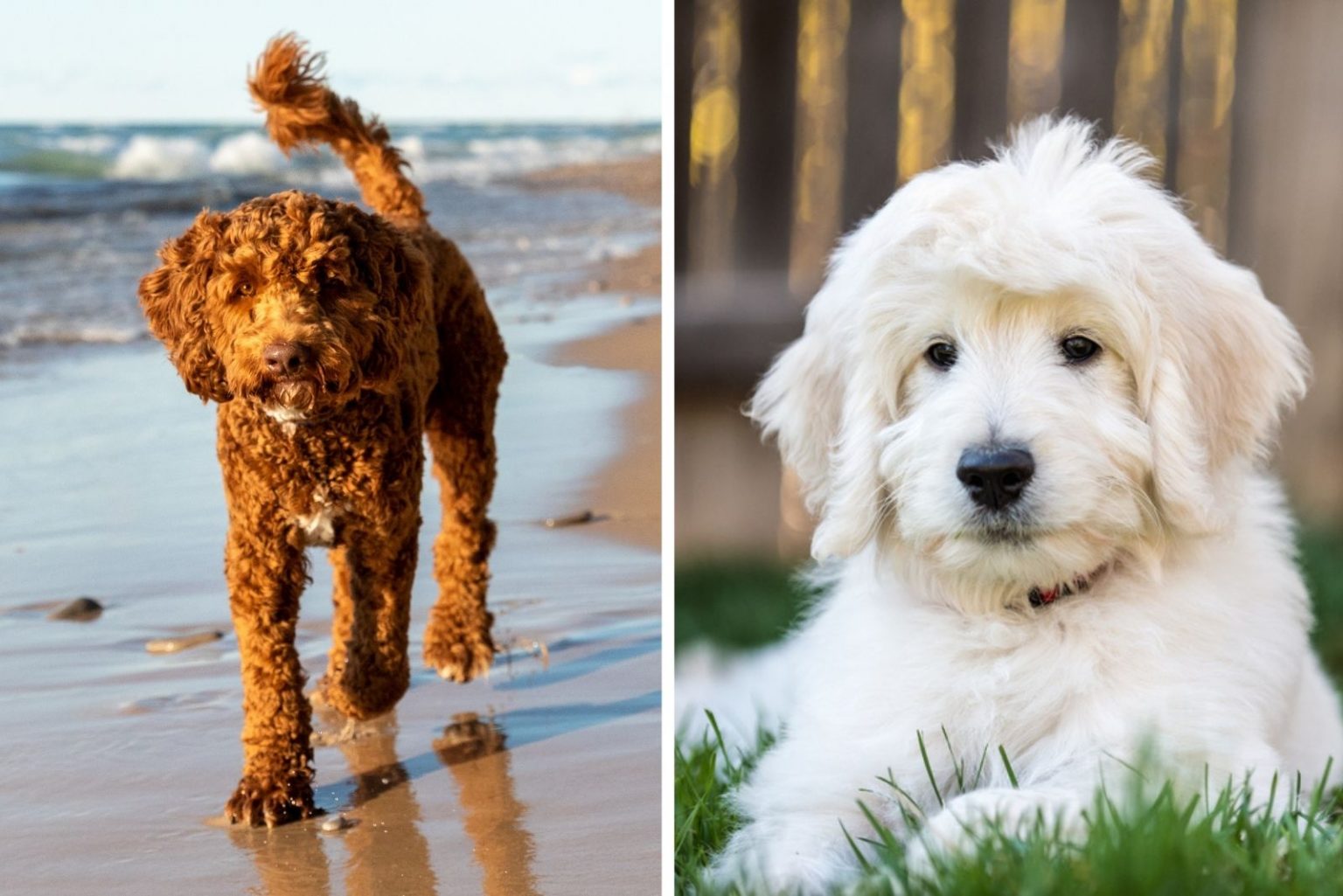 Australian Goldendoodle Everything You Need To Know