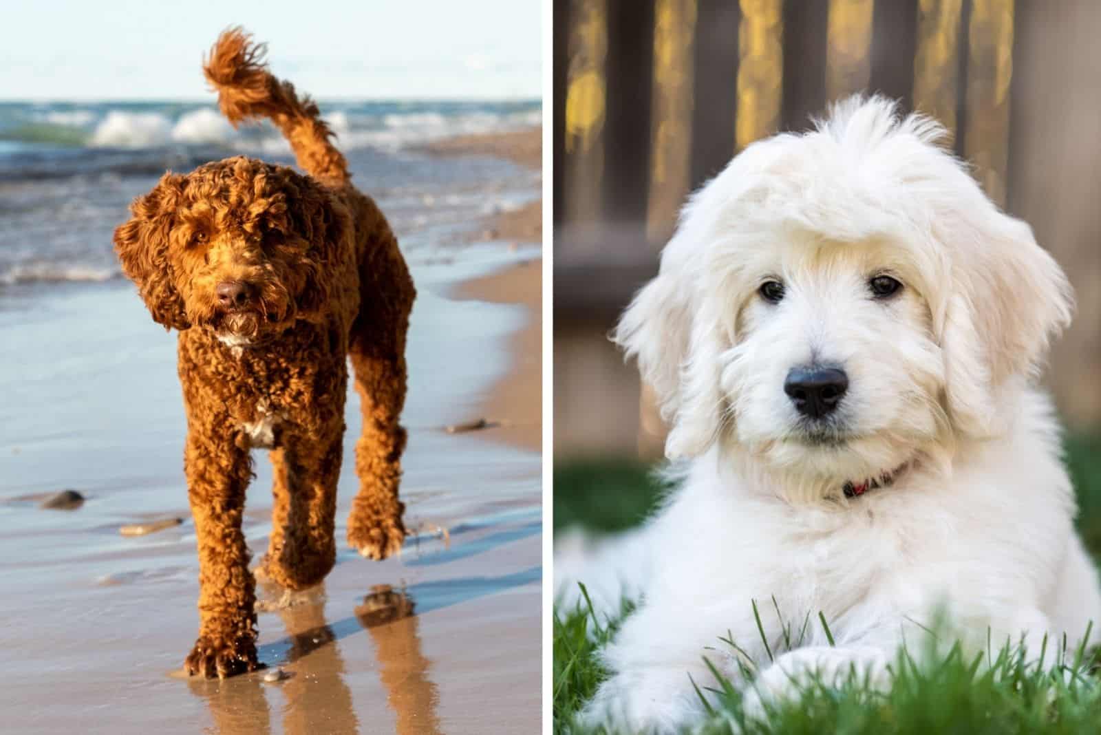 english goldendoodle and australian labradoodle
