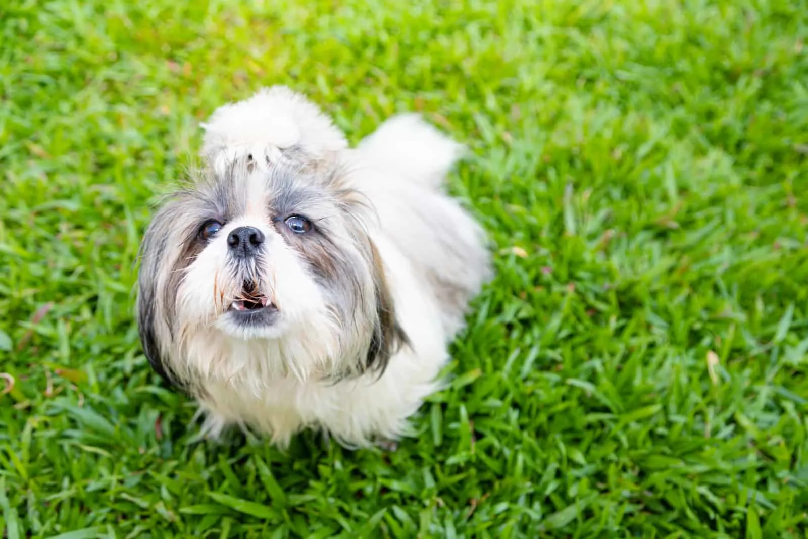 female Shih Tzu dog sitting on the grass