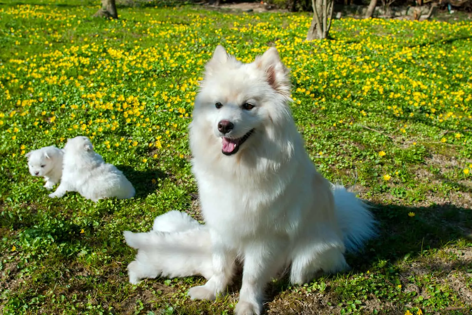 female pomsky with her puppies in the park