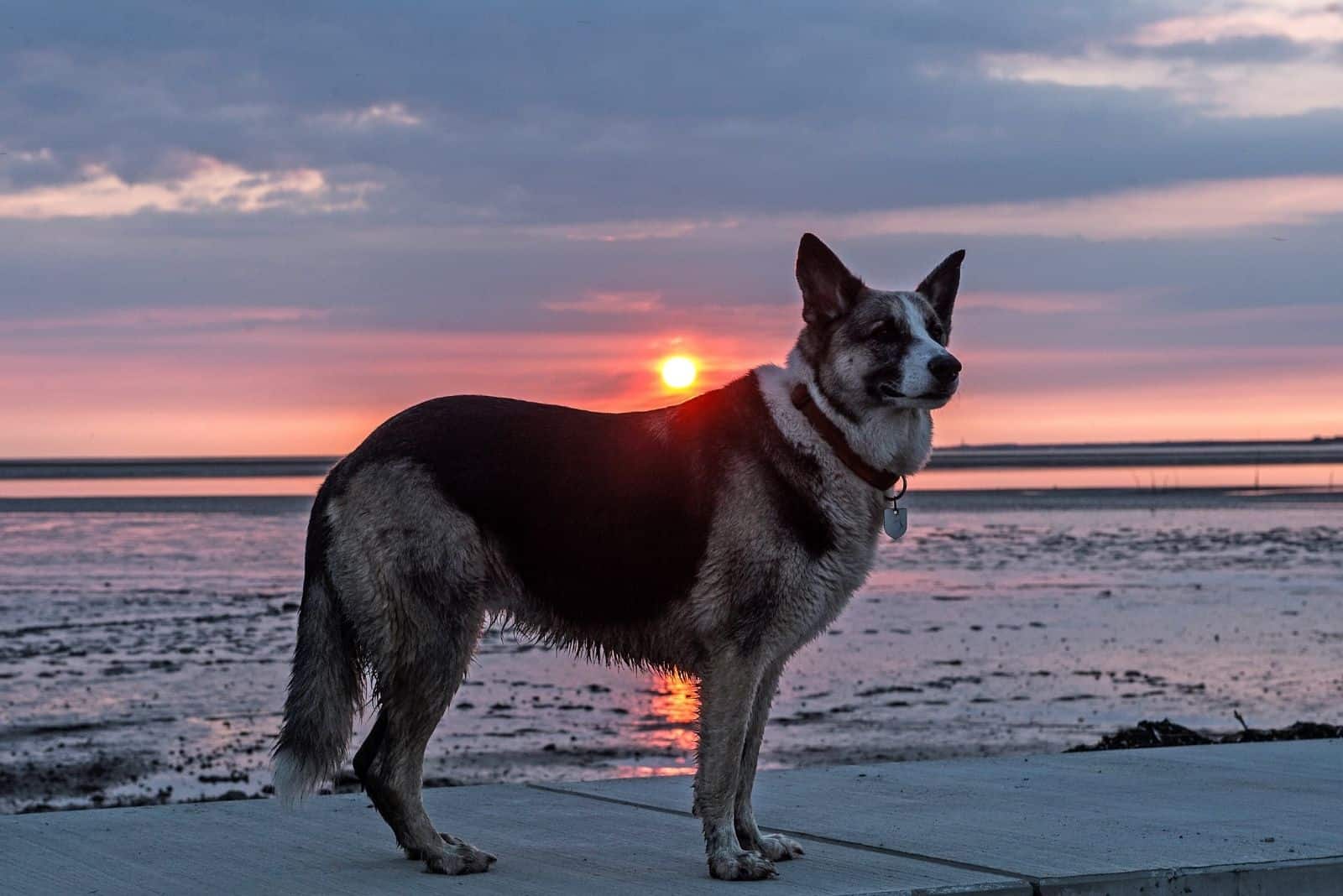 gerberian husky - shepsky