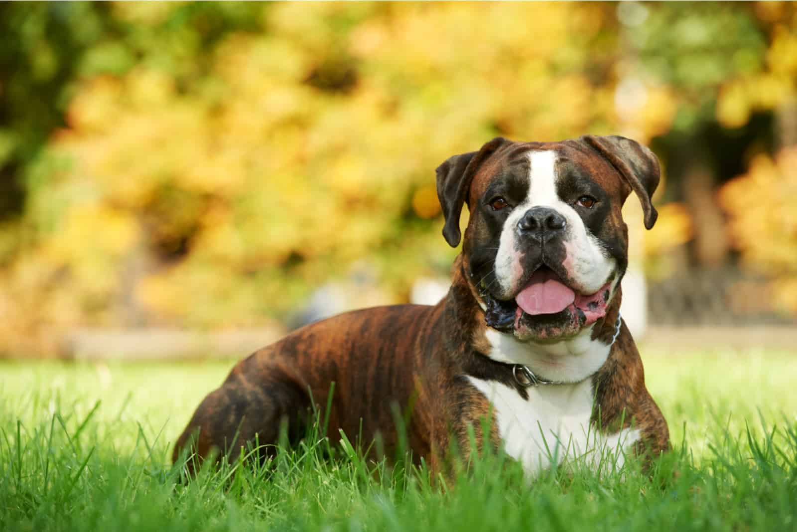 german boxer dog lying on green grassure