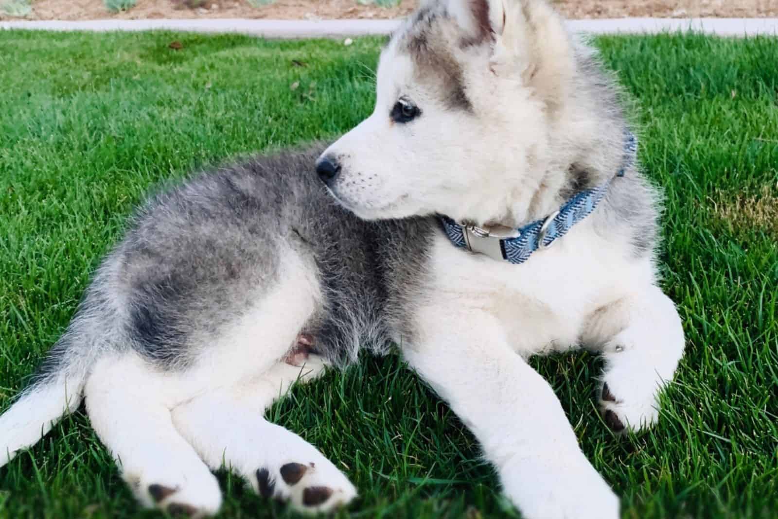 german shepherd husky mix shepsky