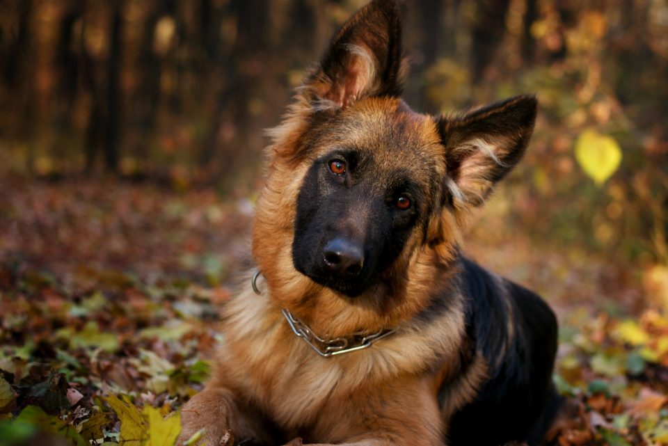 How Much Do German Shepherds Cost? German Shepherd Price And Expenses