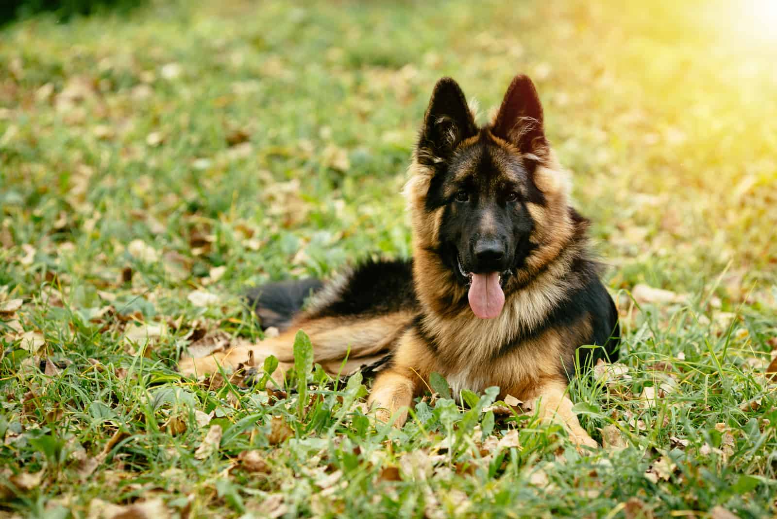How Much Do German Shepherds Cost? German Shepherd Price And Expenses