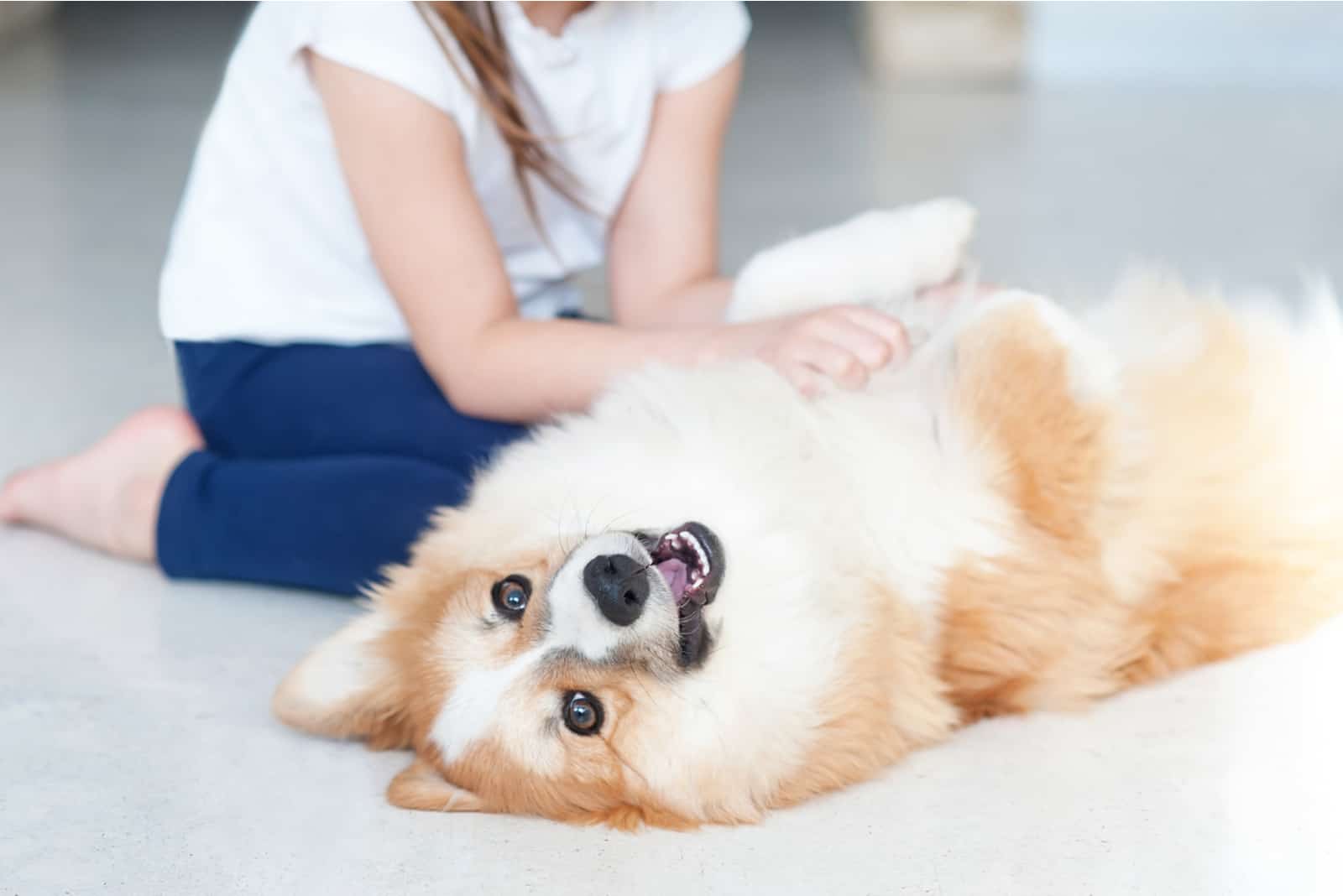 girl cuddling adorable corgi