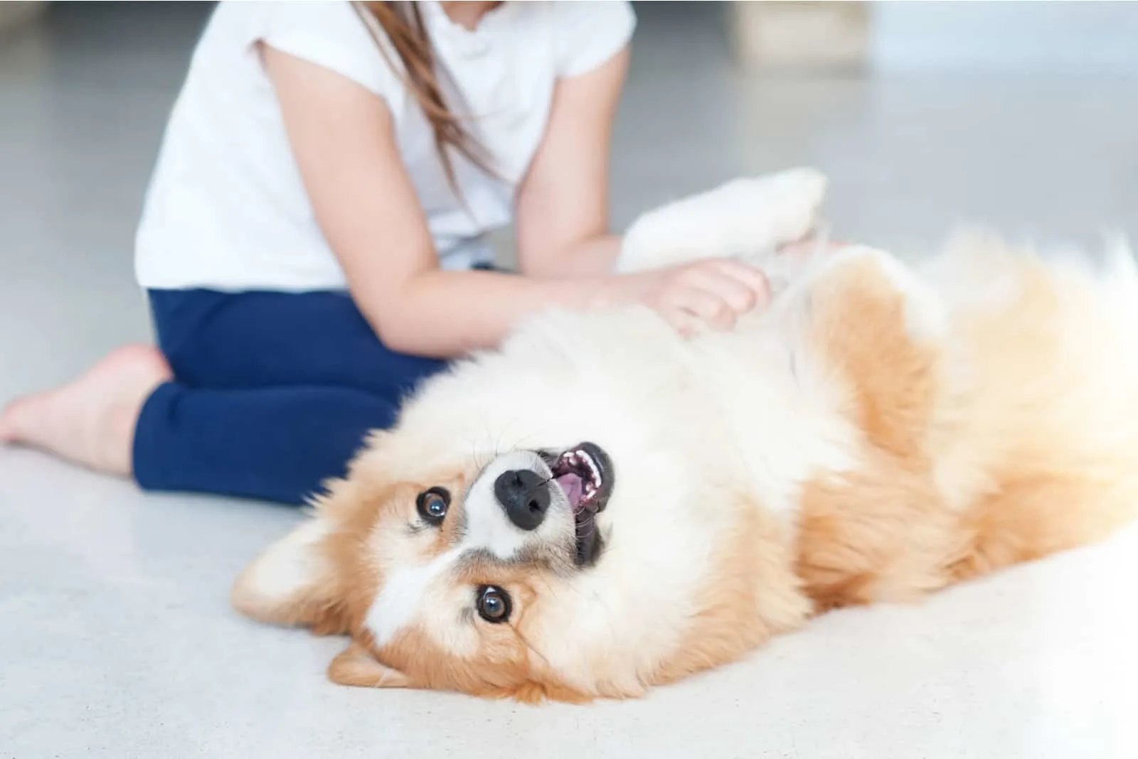 girl cuddling adorable corgi