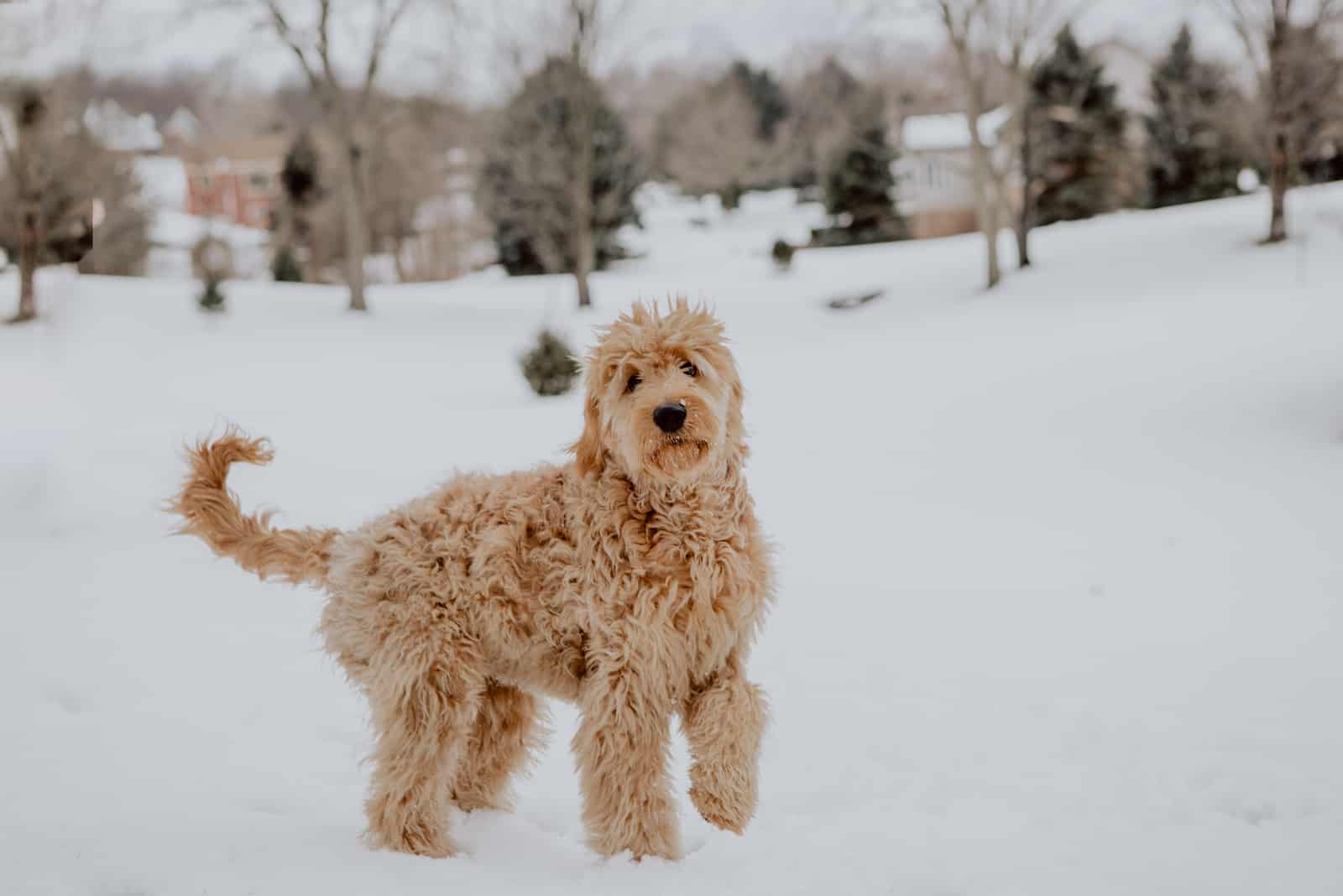 goldendoodle dog is playing in the snow