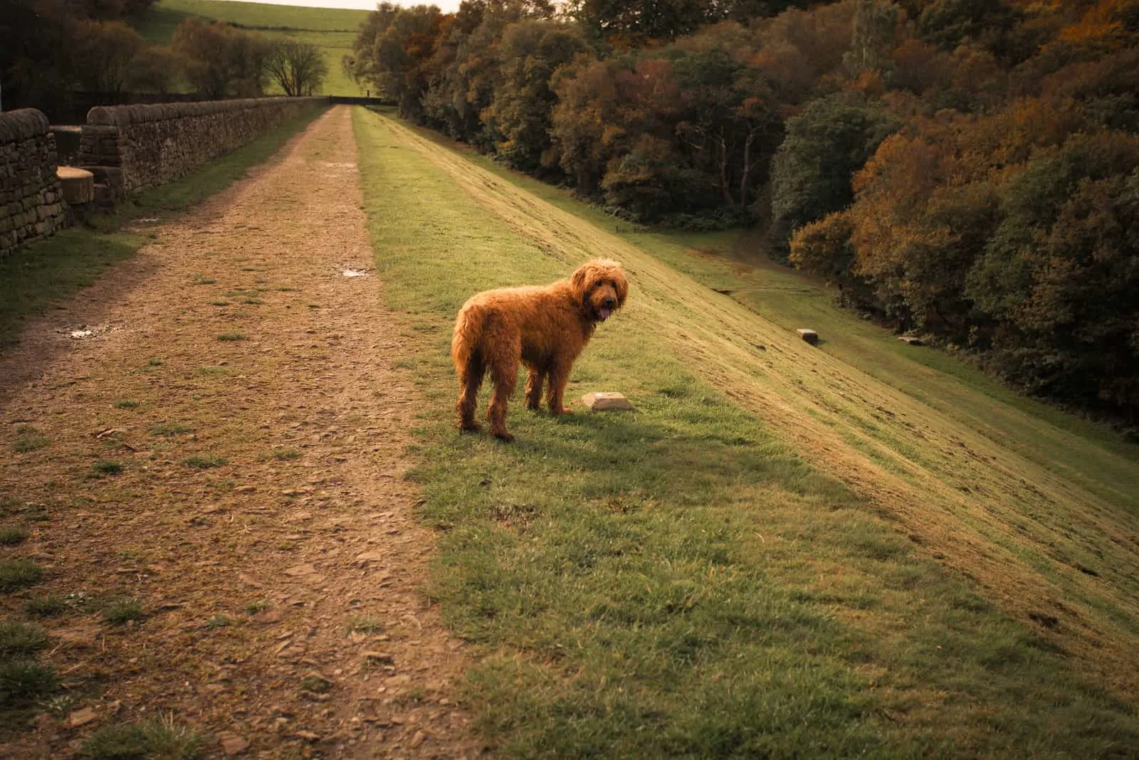 goldendoodle dog stands in a natural autumn setting