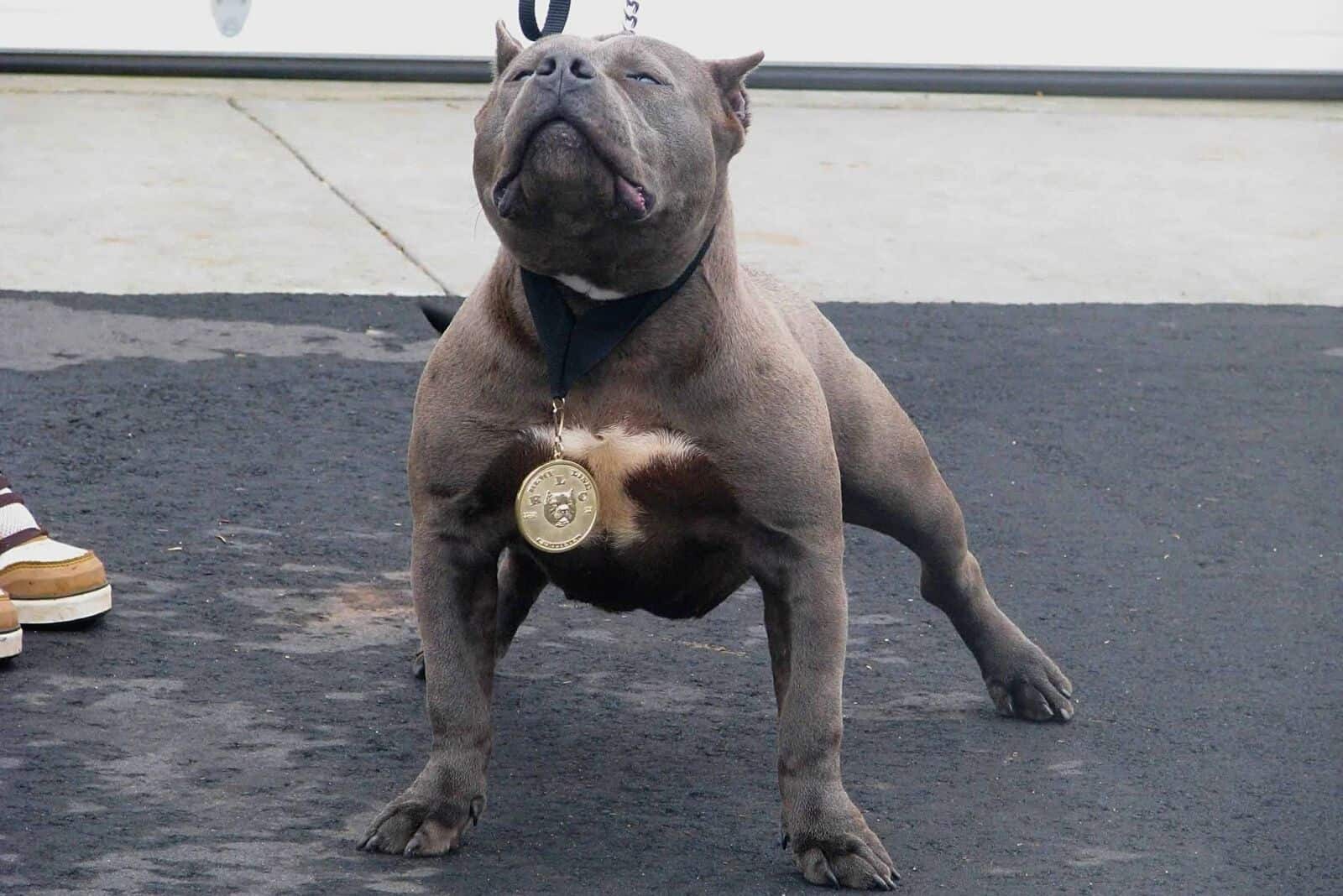gotti pitbull standing on a leash