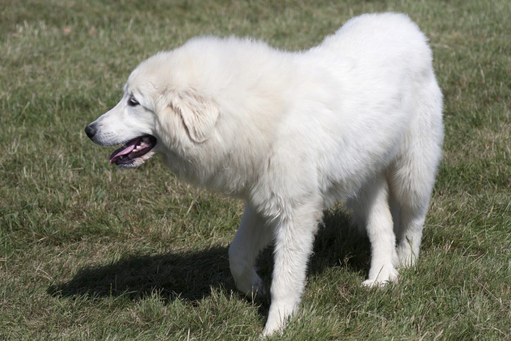 Great Pyrenees Shedding Is There A Way To Stop It?