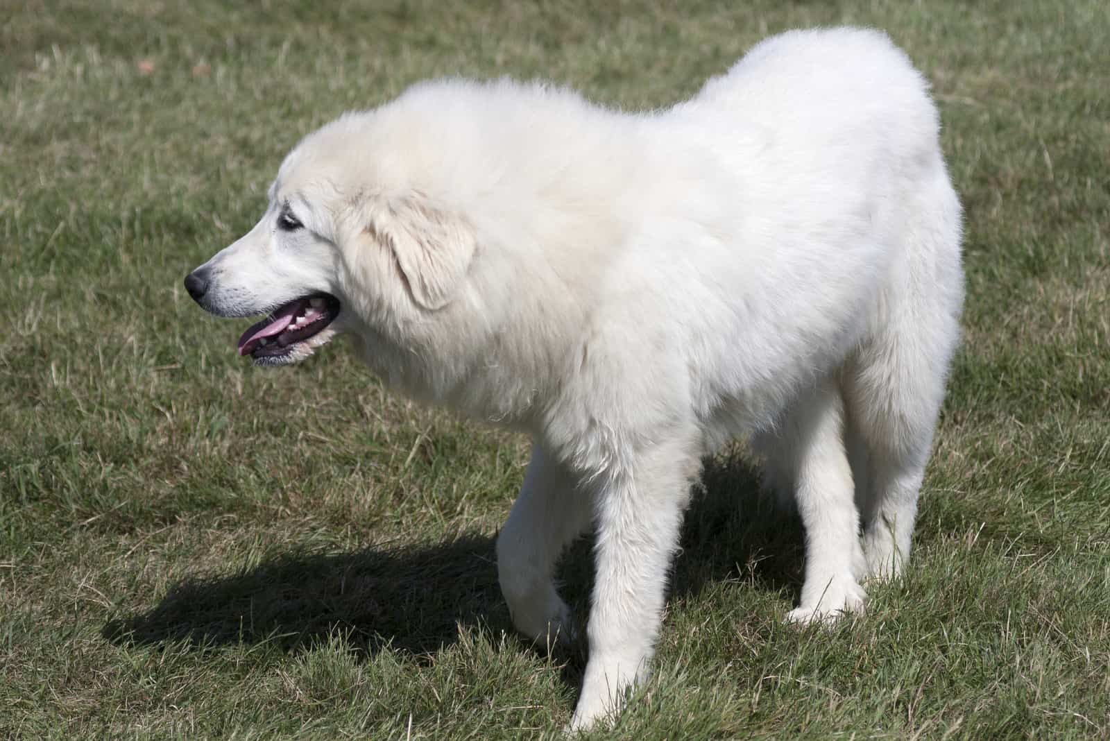 great Pyrenees dog walking on the grass