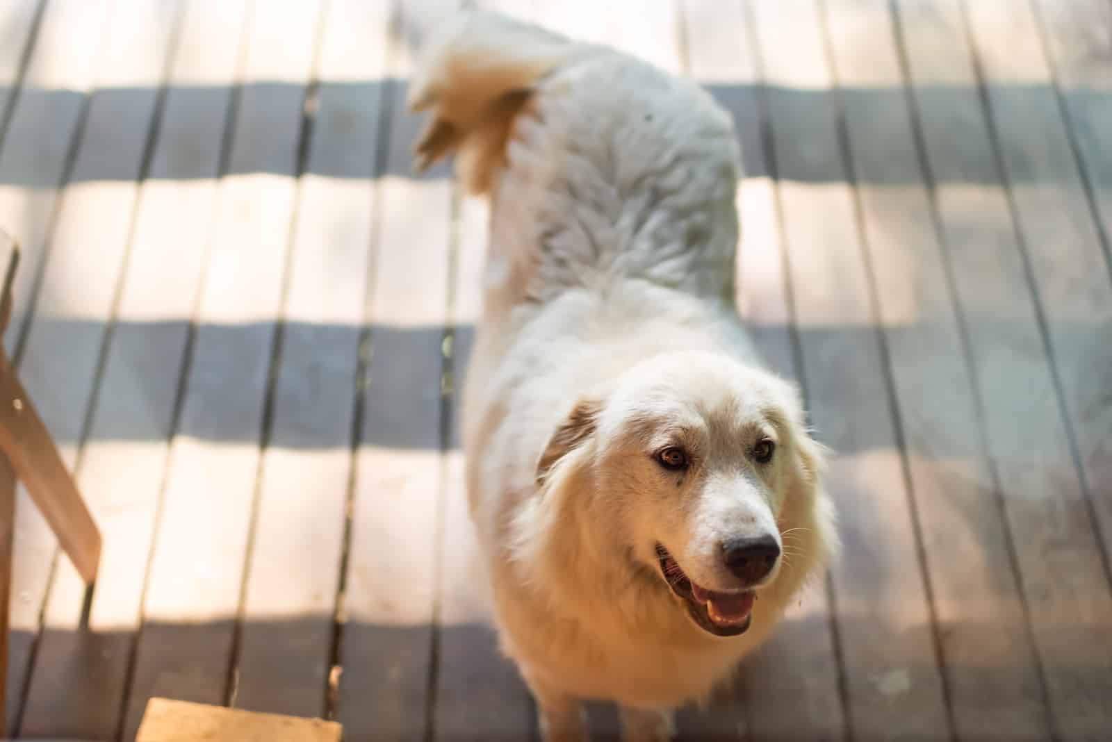 great pyrenees dog in front of house