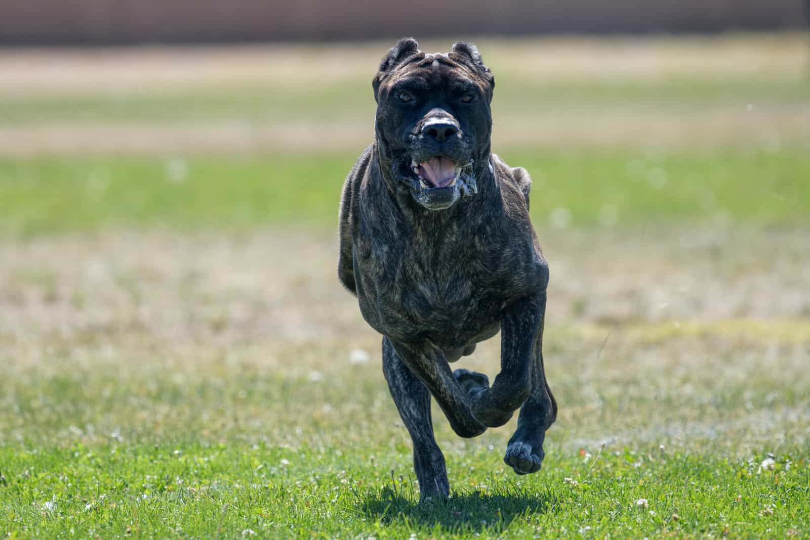 The Complete Guide To The World Of Cane Corso Colors