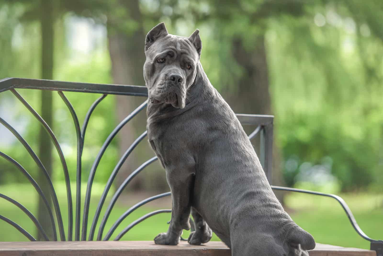 The Complete Guide To The World Of Cane Corso Colors
