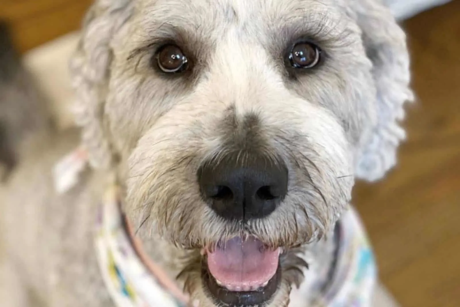 grey saint berdoodle