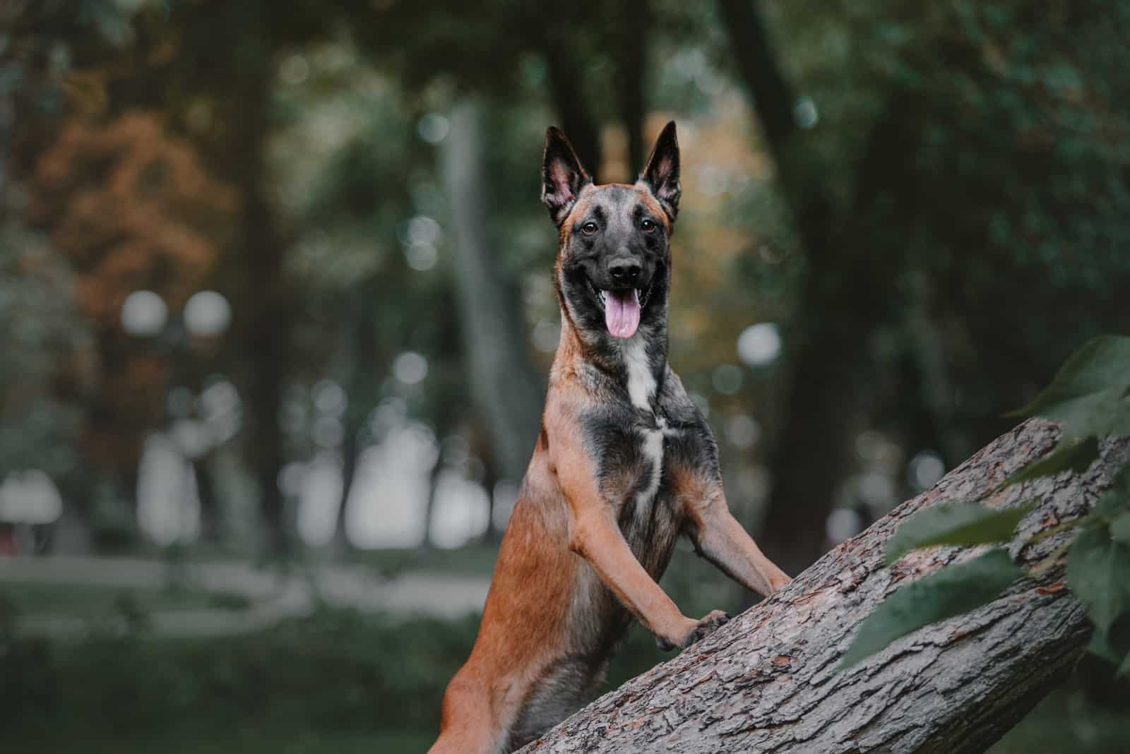happy Belgian Malinois dog in forest