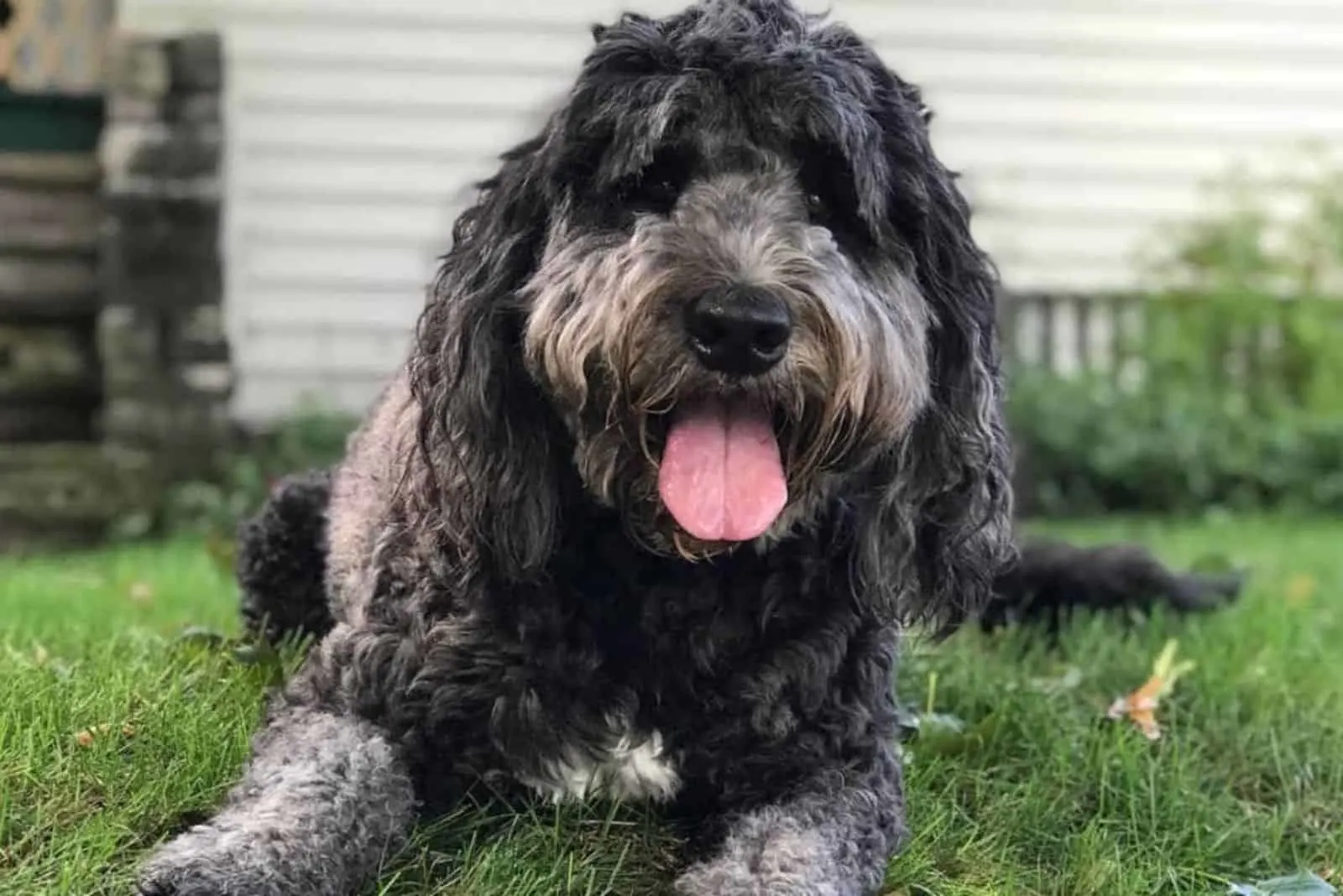 happy saint berdoodle puppy with tongue out