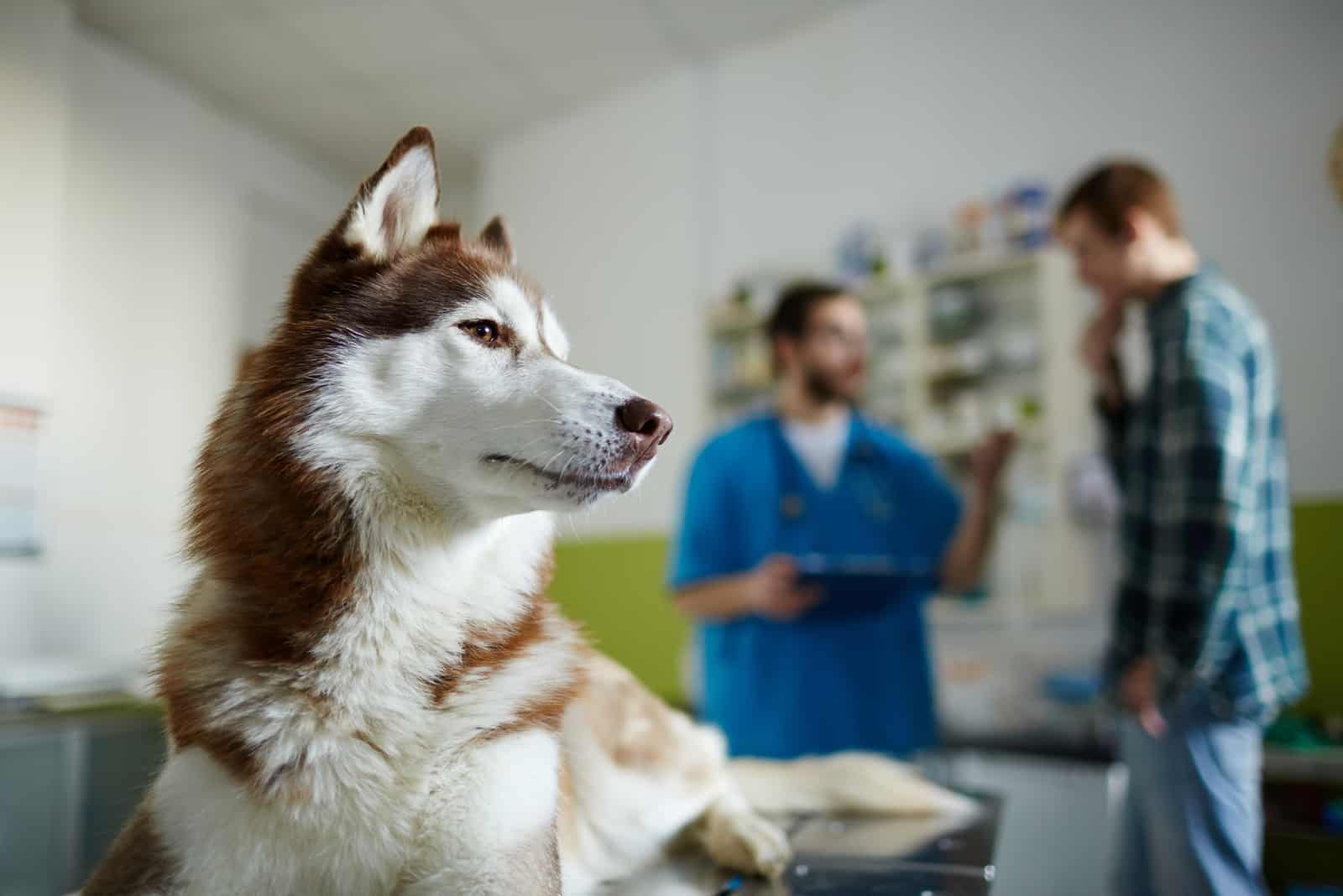 husky dog and owner at the vet