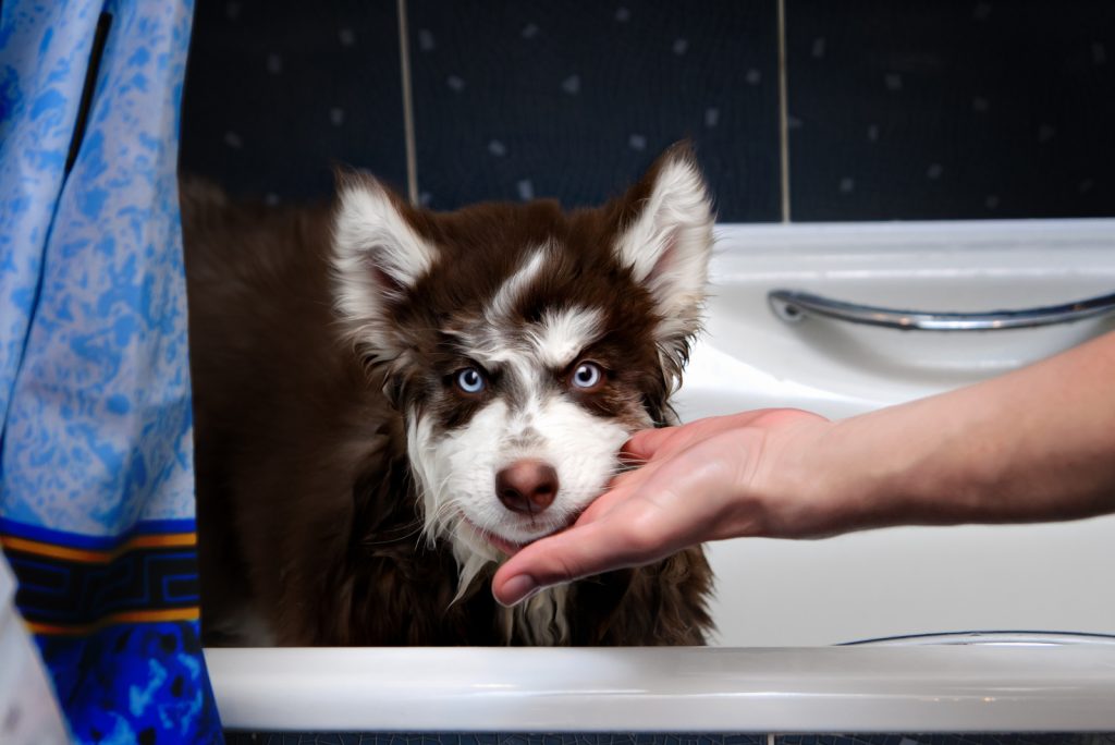 How Often Should You Bathe A Husky?