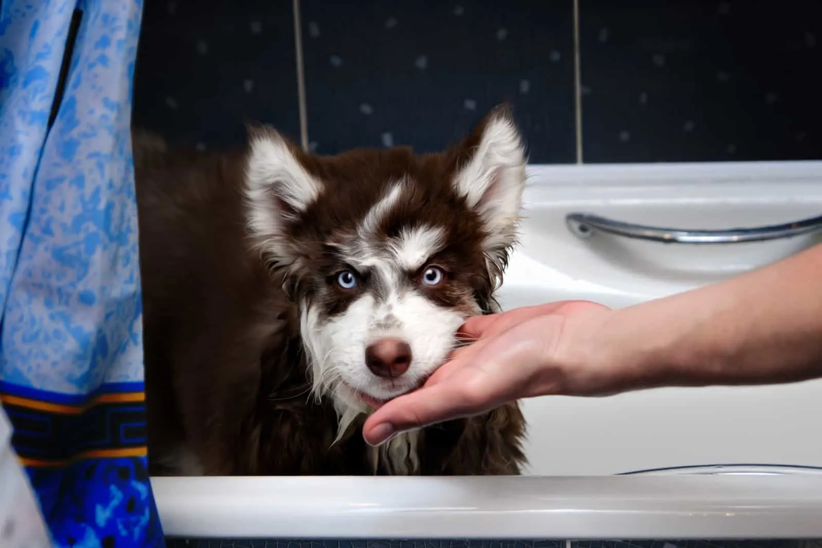 husky dog in bathroom