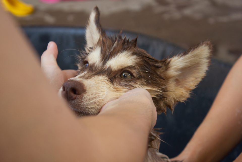 How Often Should You Bathe A Husky?