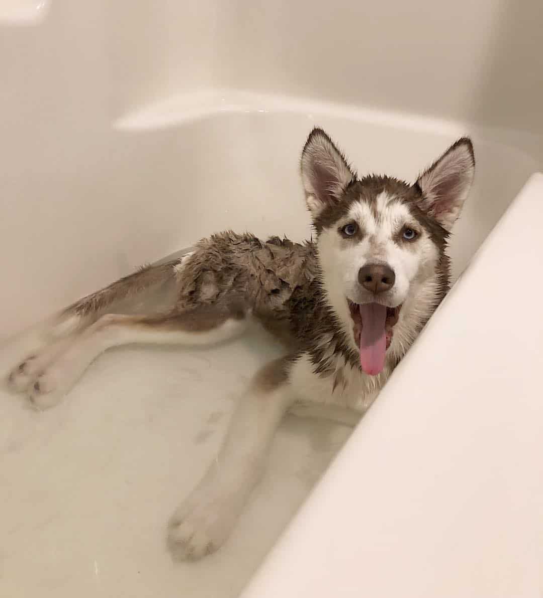 husky taking a bath